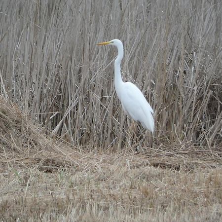 B&B De Zilverreiger Belt-Schutsloot Екстериор снимка